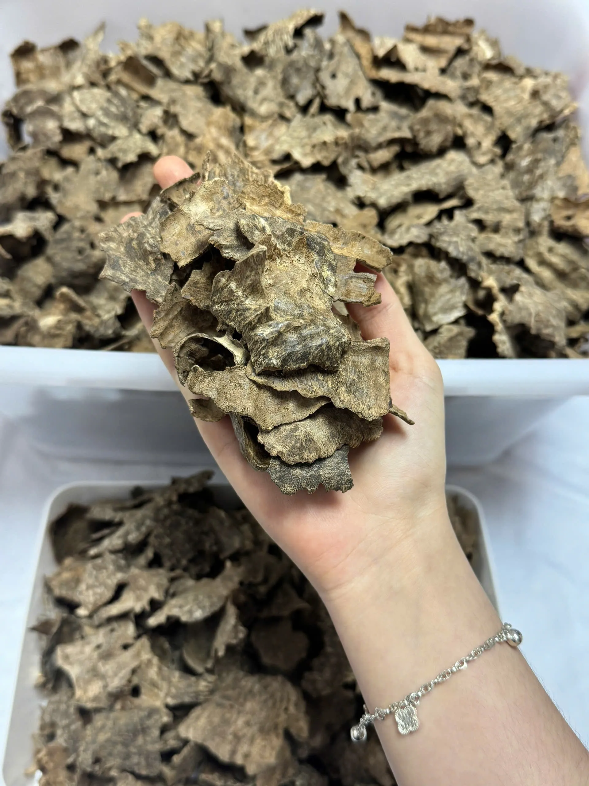 Cao cấp _Trầm Mọ_ Chui khoan, Miếng trầm hương xông nhà thưởng trầm