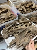 Thượng hạng_Trầm Kiến_Miếng giác trầm hương thiên nhiên thumb 3