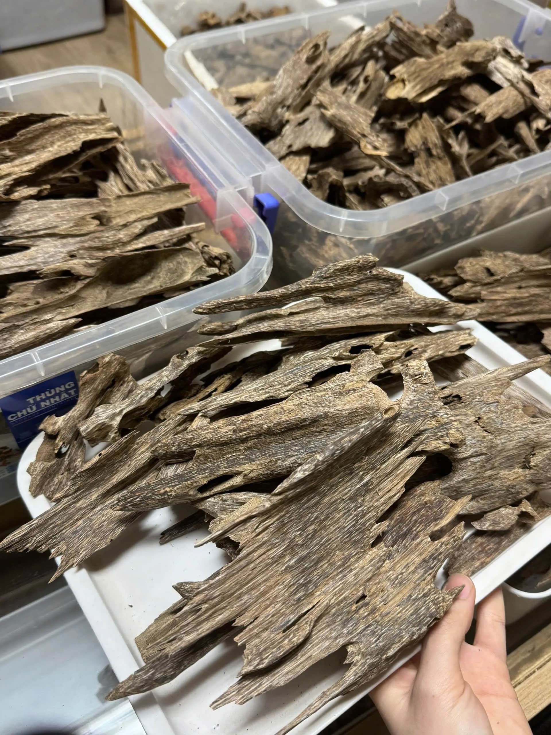 Thượng hạng_Trầm Kiến_Miếng giác trầm hương thiên nhiên