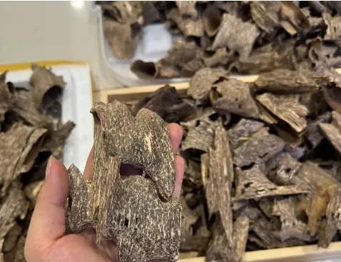 Thượng hạng_Trầm hương miếng tự nhiên trầm khoan ổ nhiều tinh dầu