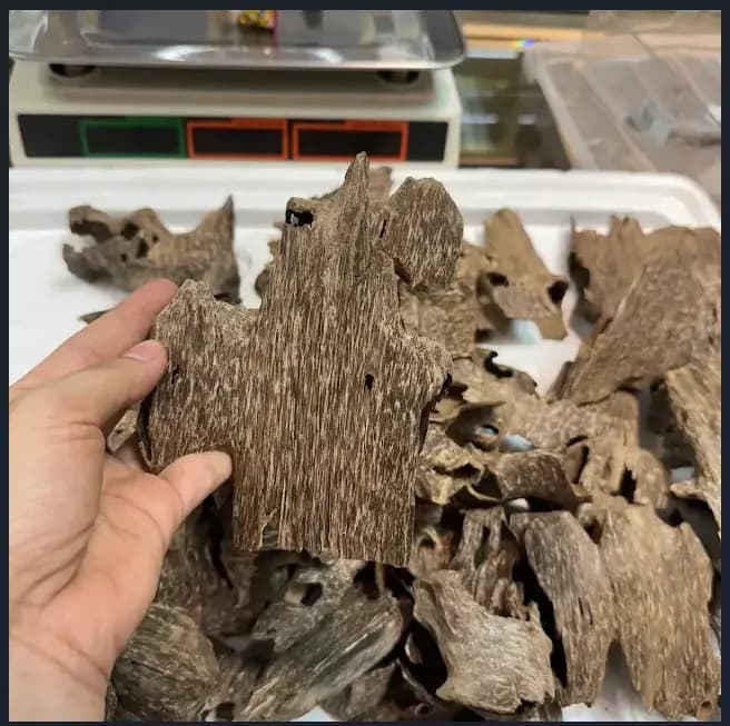 Thượng hạng_Trầm hương miếng tự nhiên trầm khoan ổ nhiều tinh dầu